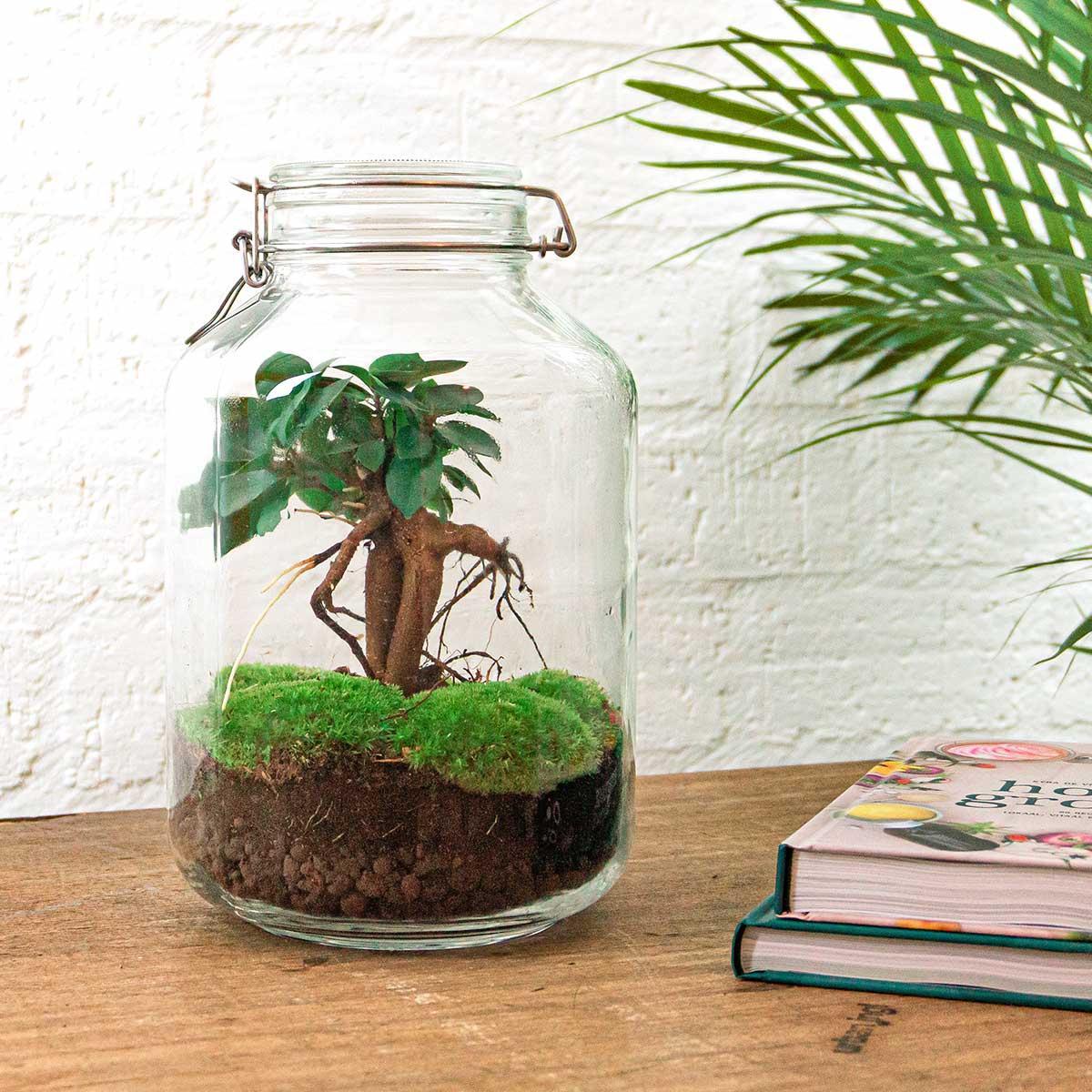 DIY terrarium Jar Ficus Ginseng bonsai - ↨28cm - Ø18cm