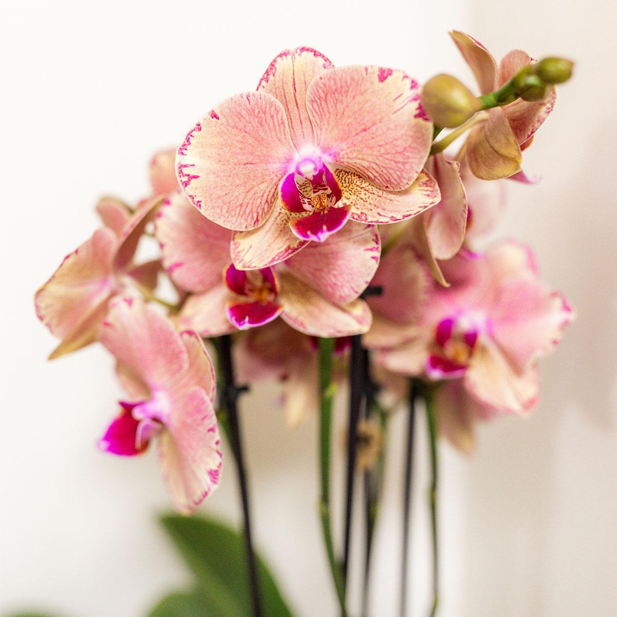 Verrassingsbox met 4 orchideeën mix kleur - Ø12cm