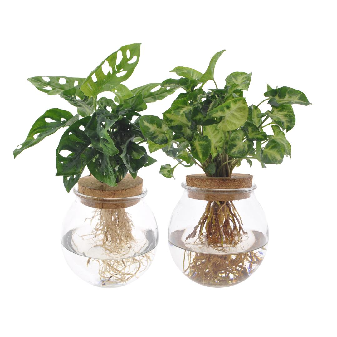 Monstera Adansonii en Syngonium in bolglas - 2 stuks - ↨30cm - Ø12cm
