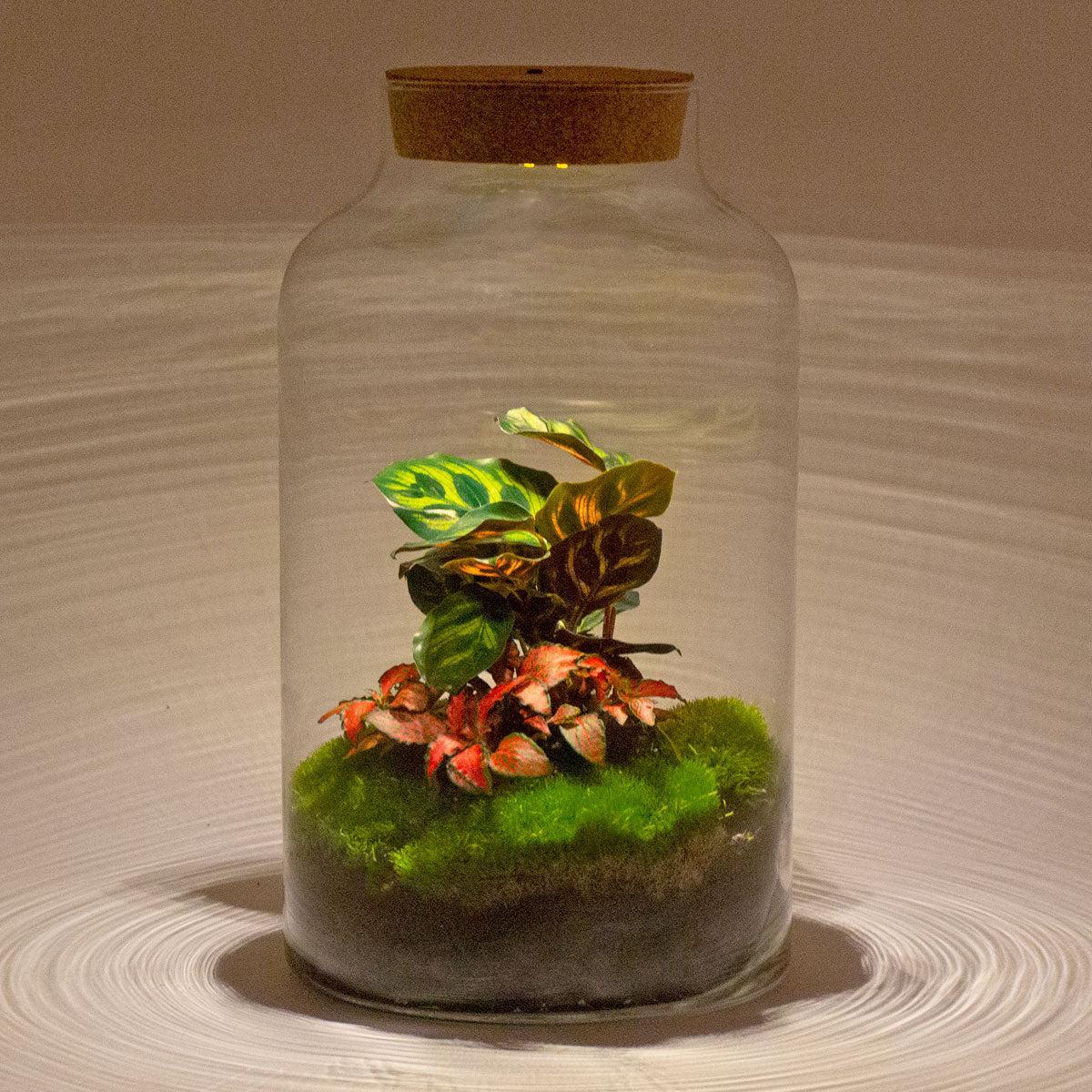DIY terrarium Milky Calathea met LED - ↨31cm - Ø17cm