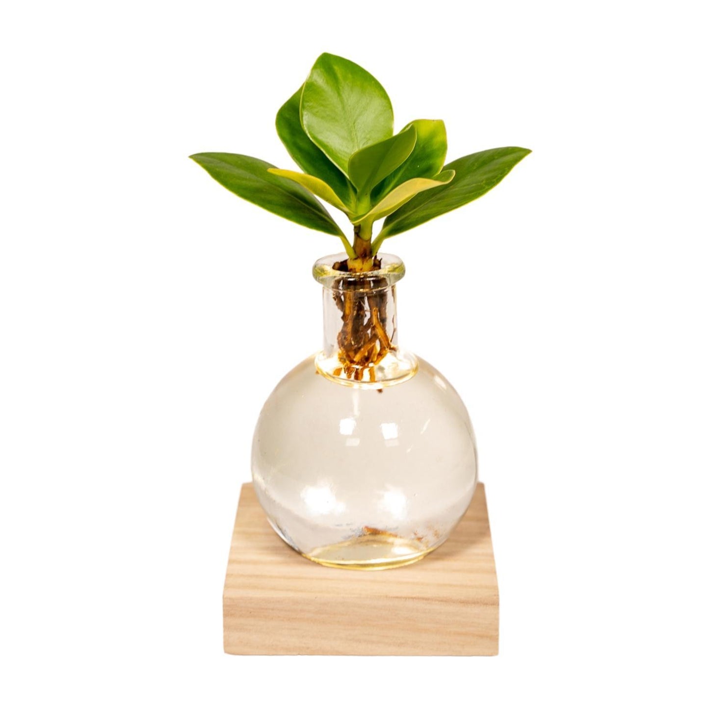 Clusia in samoa glas met LED verlichting - ↨10cm - Ø4cm