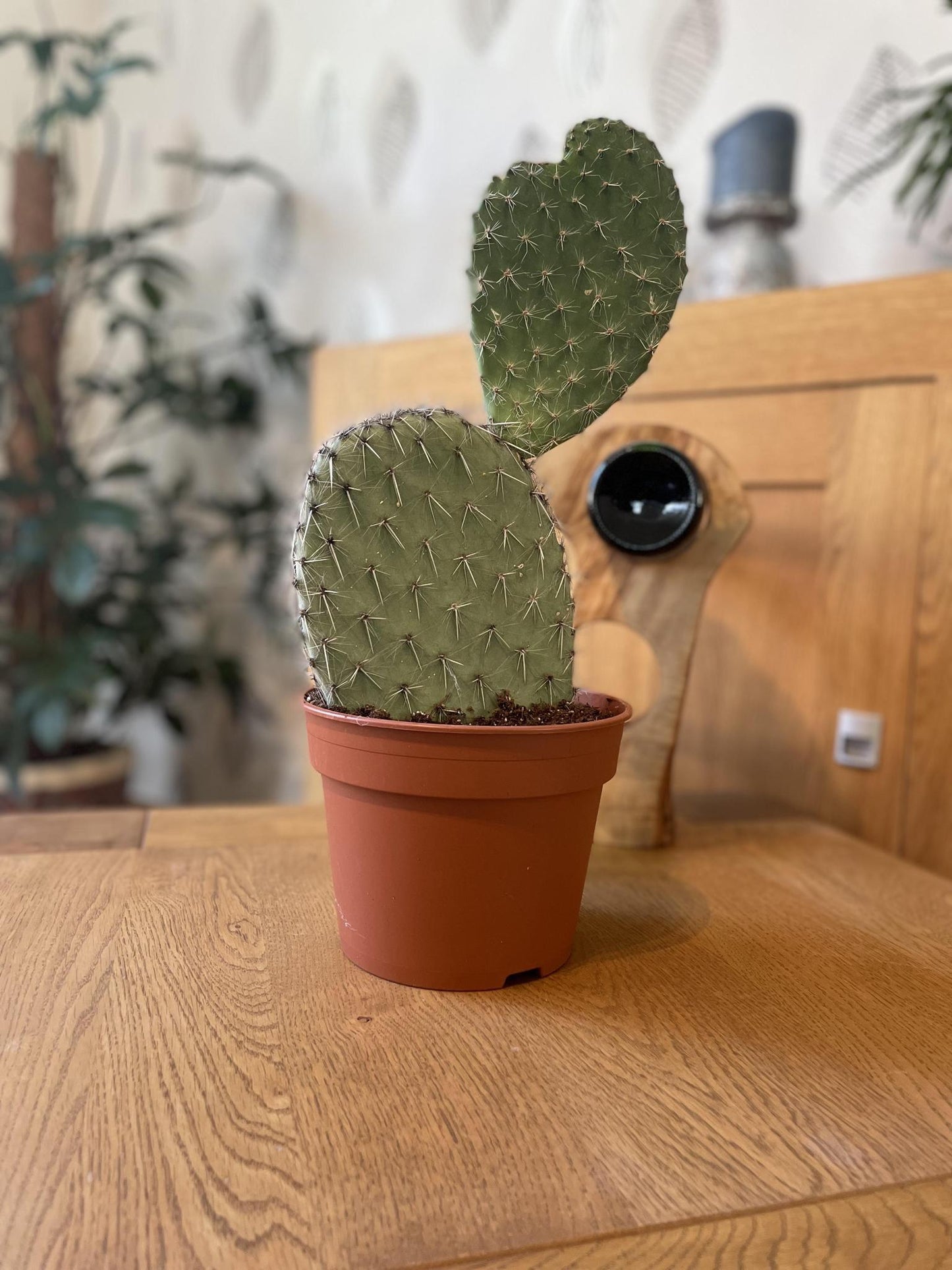 Cactus - Opuntia Vijgcactus - ↨30-40cm - Ø17cm