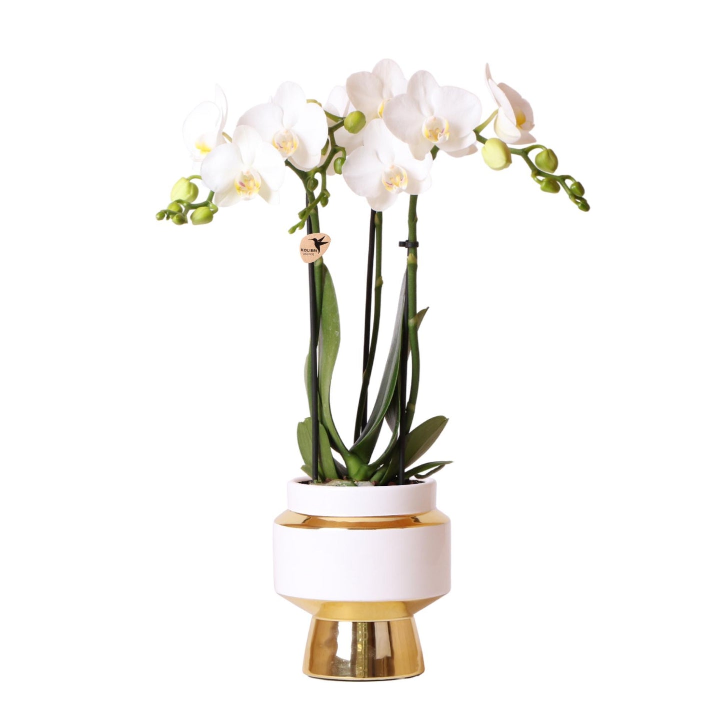 Witte phalaenopsis orchidee – Amabilis + Le Chic sierpot goud