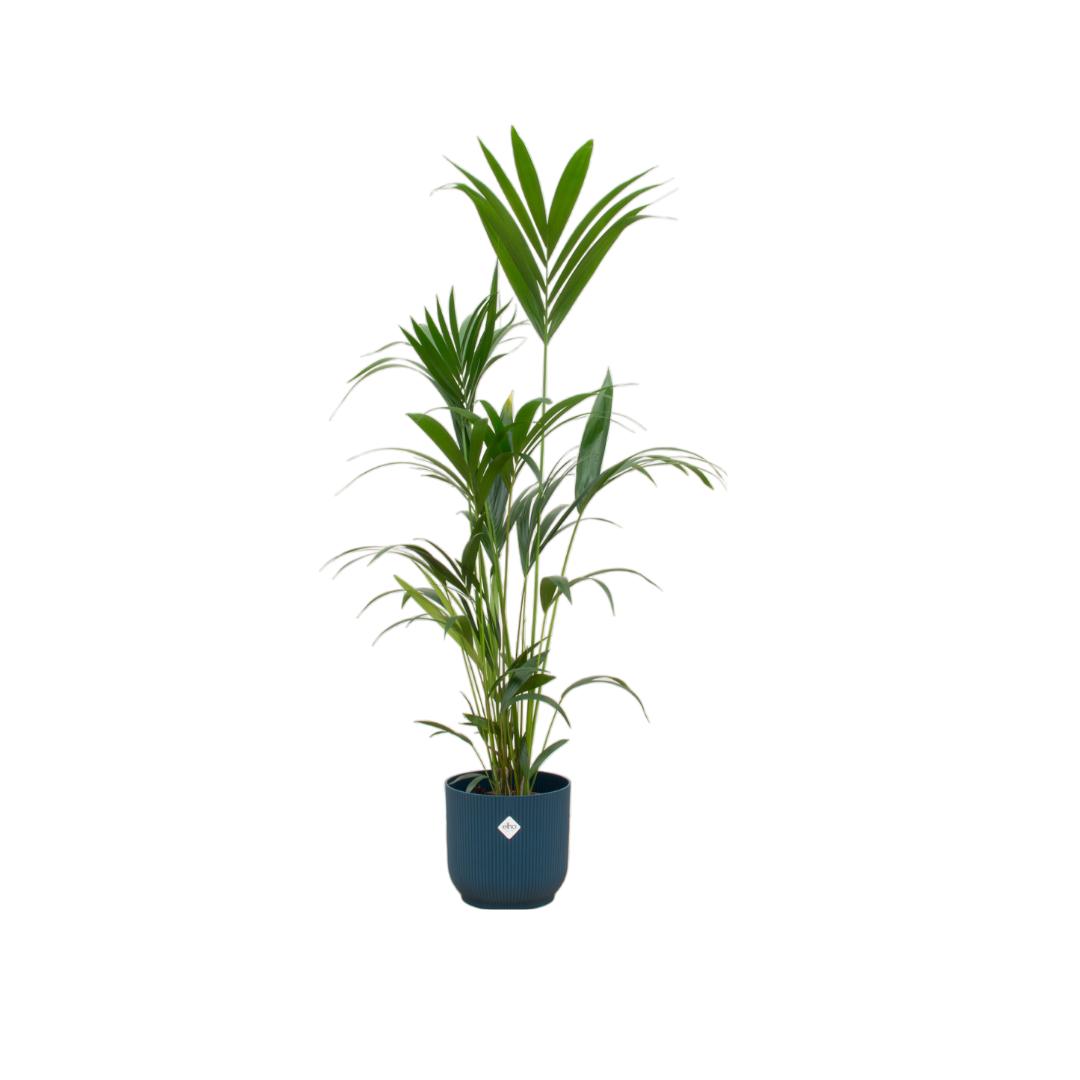 Kentia palm - incl. bloempot Blauw - ↨160cm - Ø30cm