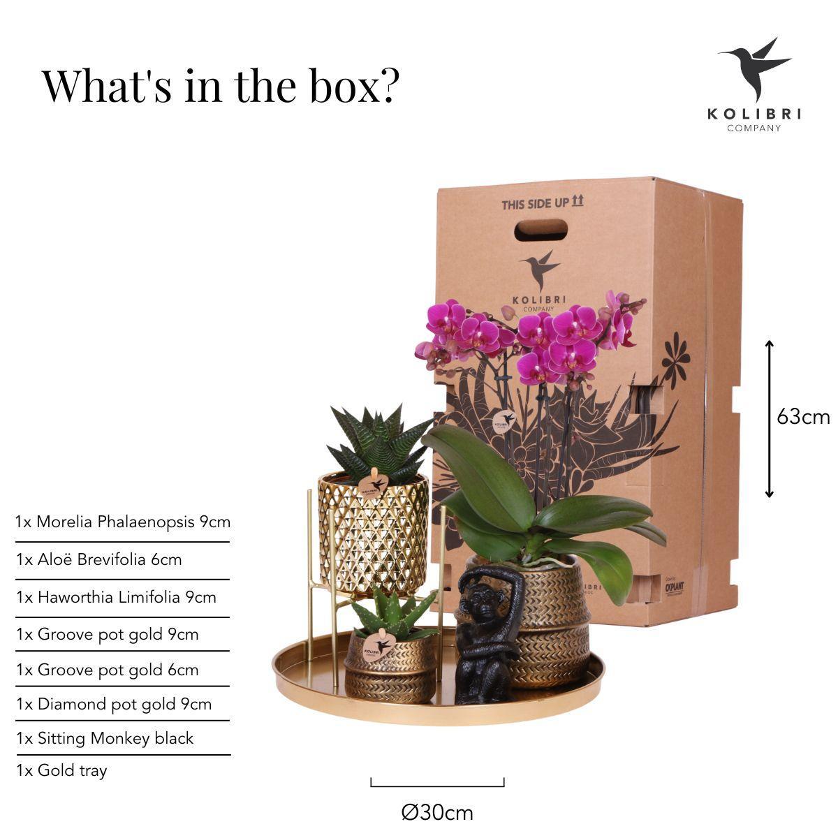 Plantenset Hotel Chic - Paarse Phalaenopsis Orchidee en Succulenten incl. keramieken sierpotten