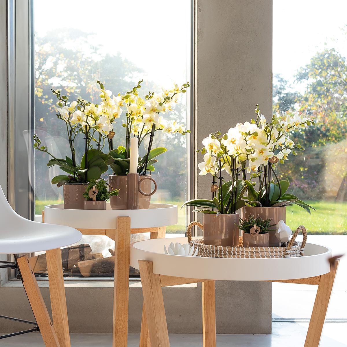 Witte phalaenopsis orchidee - Lausanne - Ø9cm