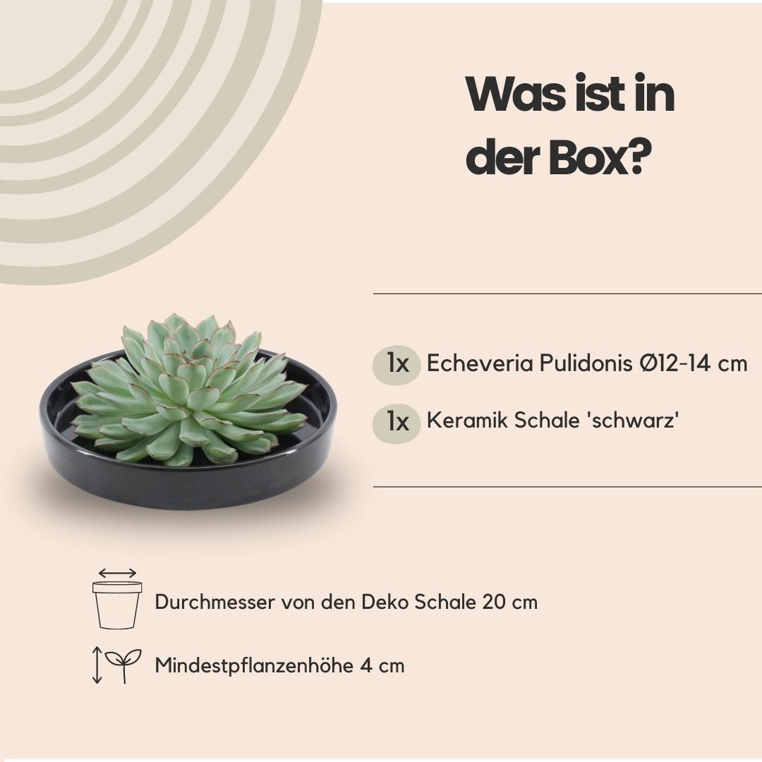 Succulent Echeveria Pulidonis in schaal zwart - ↨5cm - Ø20cm