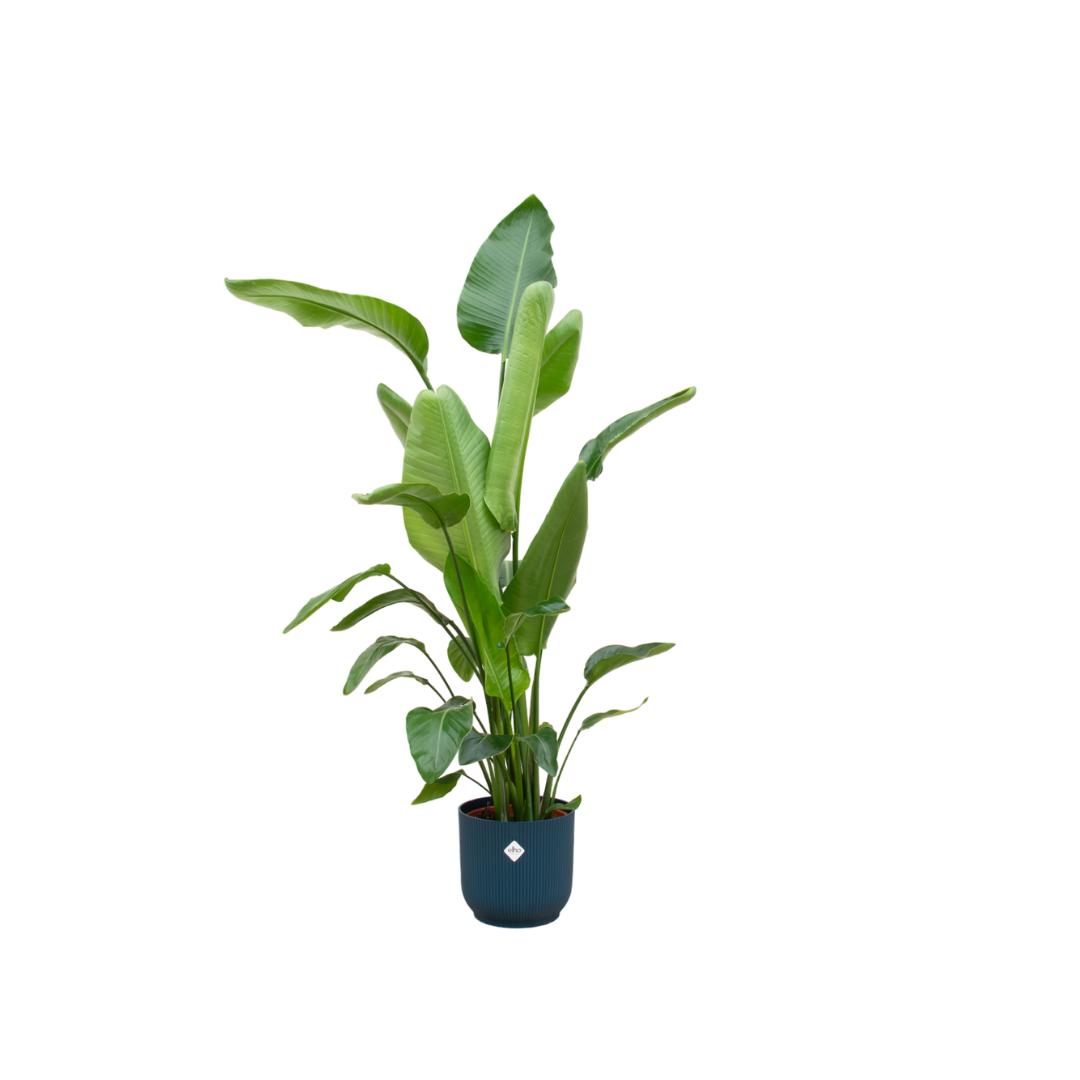 Strelitzia Nicolai - incl. bloempot Blauw - ↨160cm - Ø30cm