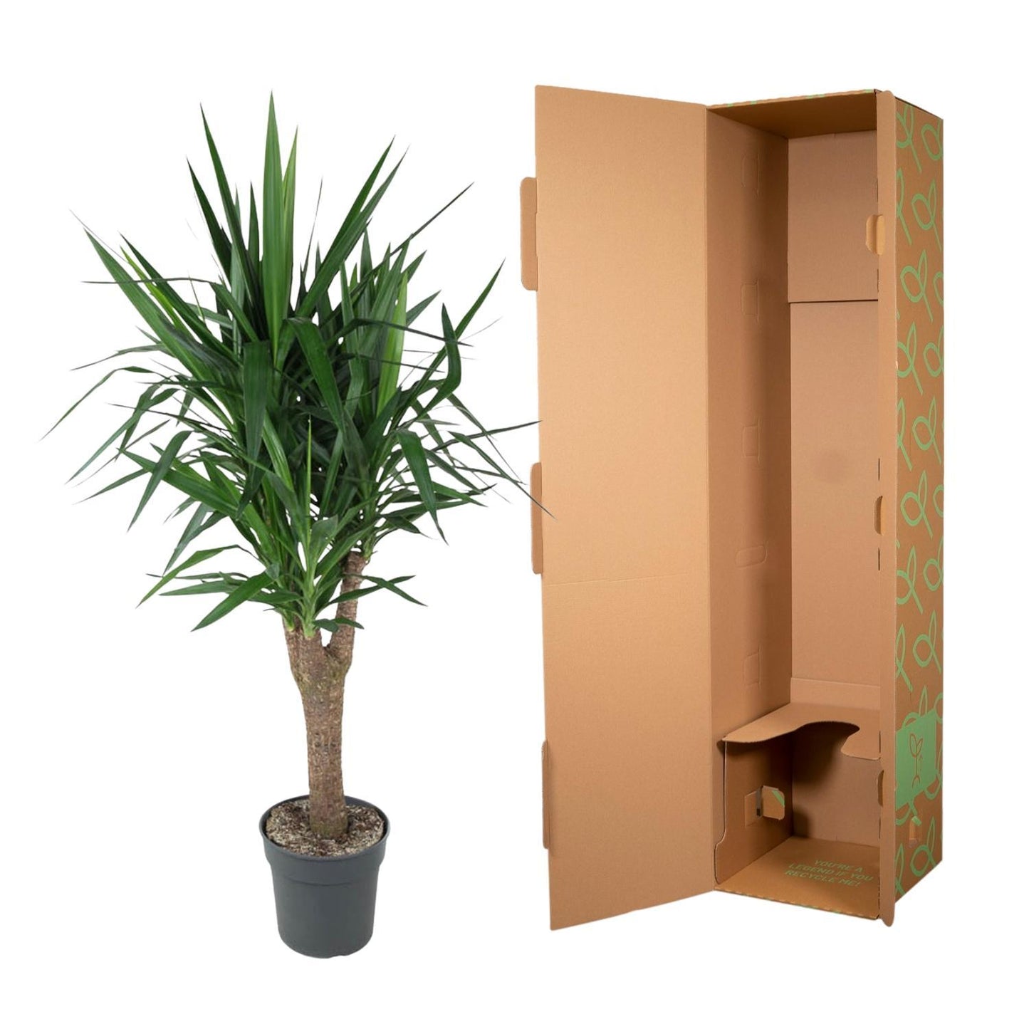 Yucca Elephantipe vertakt - ↨150cm - Ø31cm