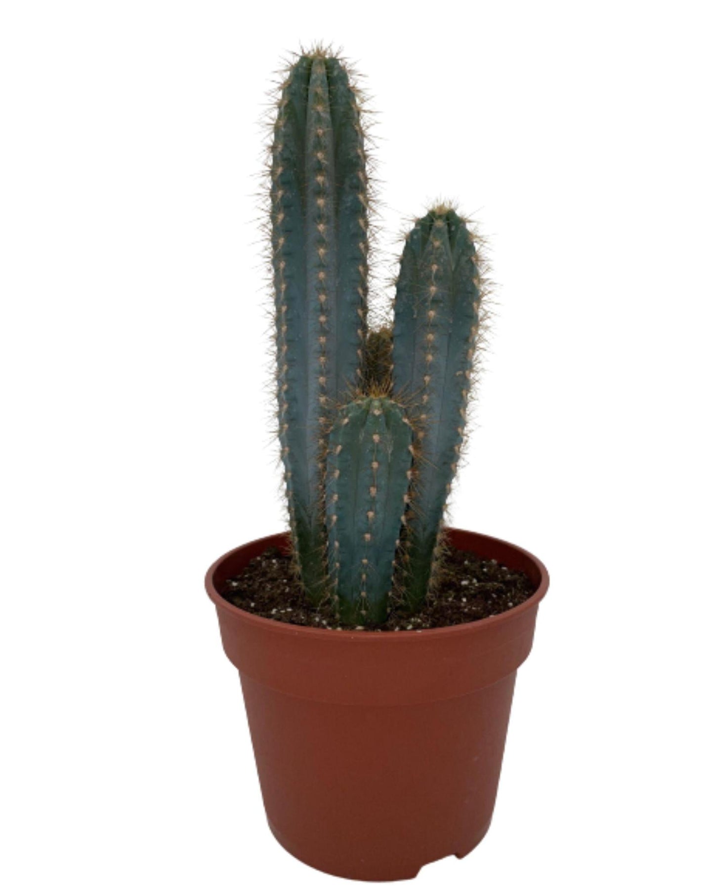 Cactus - Pilosocereus Azerues - ↨30-40cm - Ø17cm