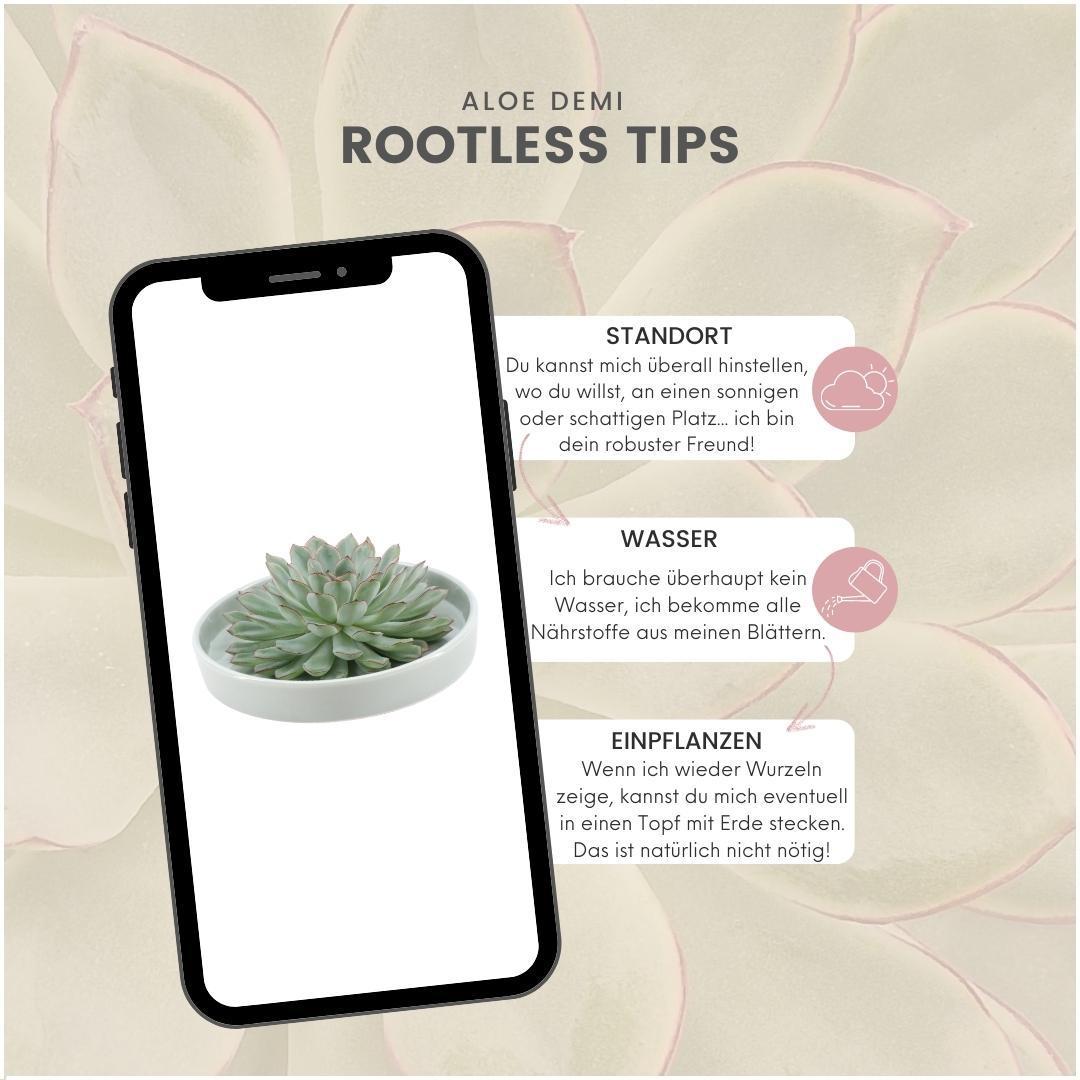 Succulent Echeveria Pulidonis in schaal groen - ↨5cm - Ø20cm