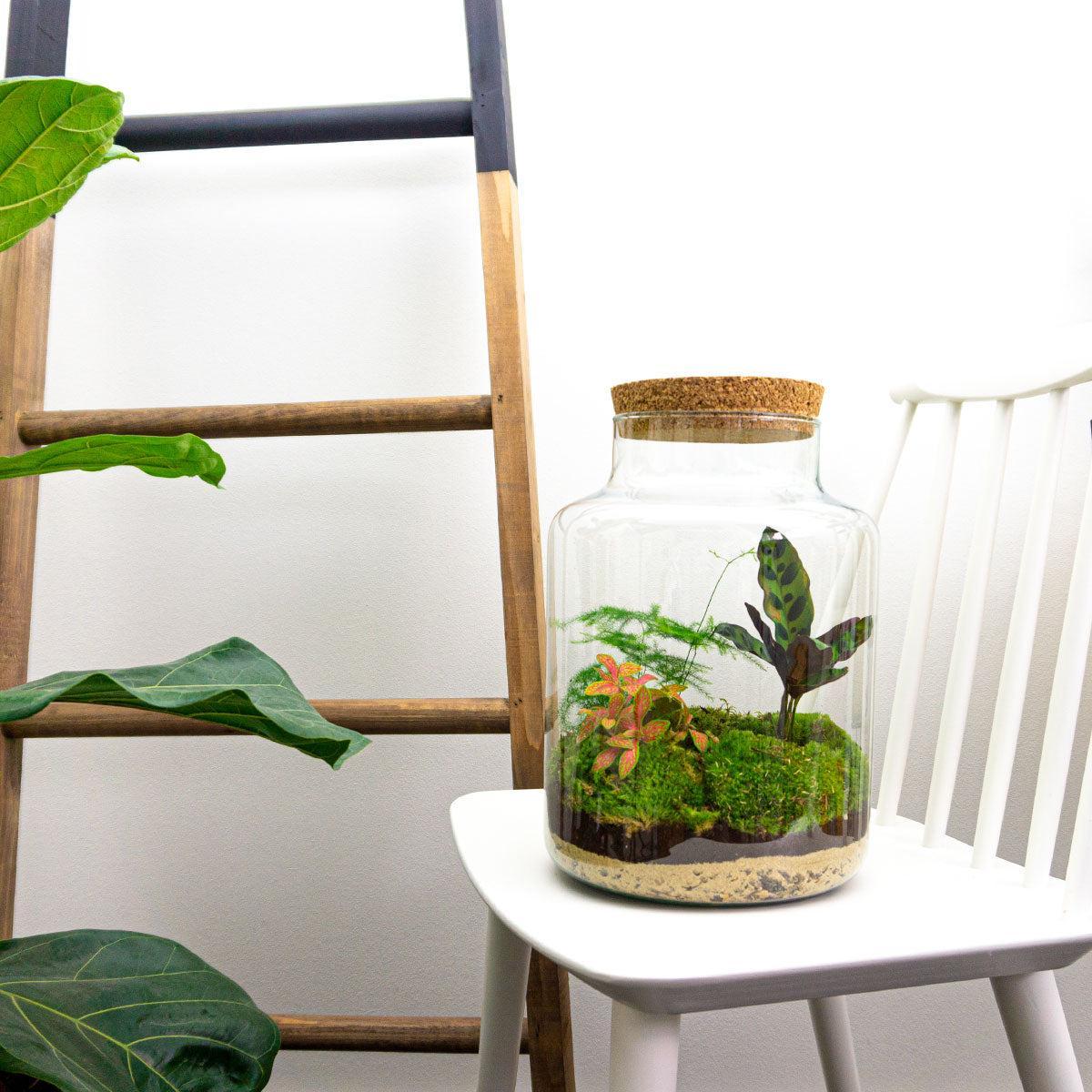DIY terrarium Milky - ↨30 cm - Ø21cm