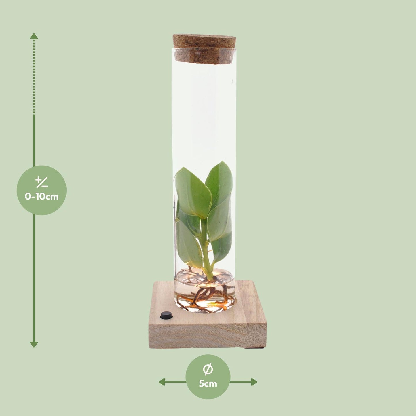 Clusia in tube glas + LED - ↨10cm - Ø5cm