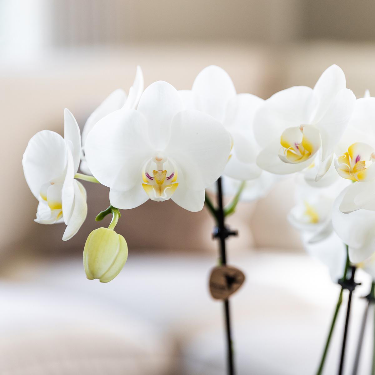 Verrassingsbox met 4 orchideeën mix kleur - Ø12cm