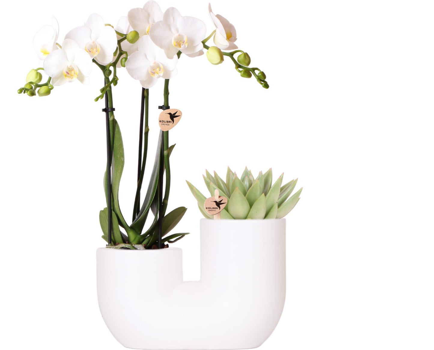 Witte orchidee Amabilis en succulent in Tube sierpot wit - Ø9cm