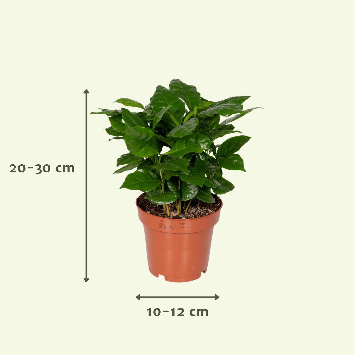 Verrassingsbox met 5 kamerplanten - ↨20 -30cm - Ø10-12cm