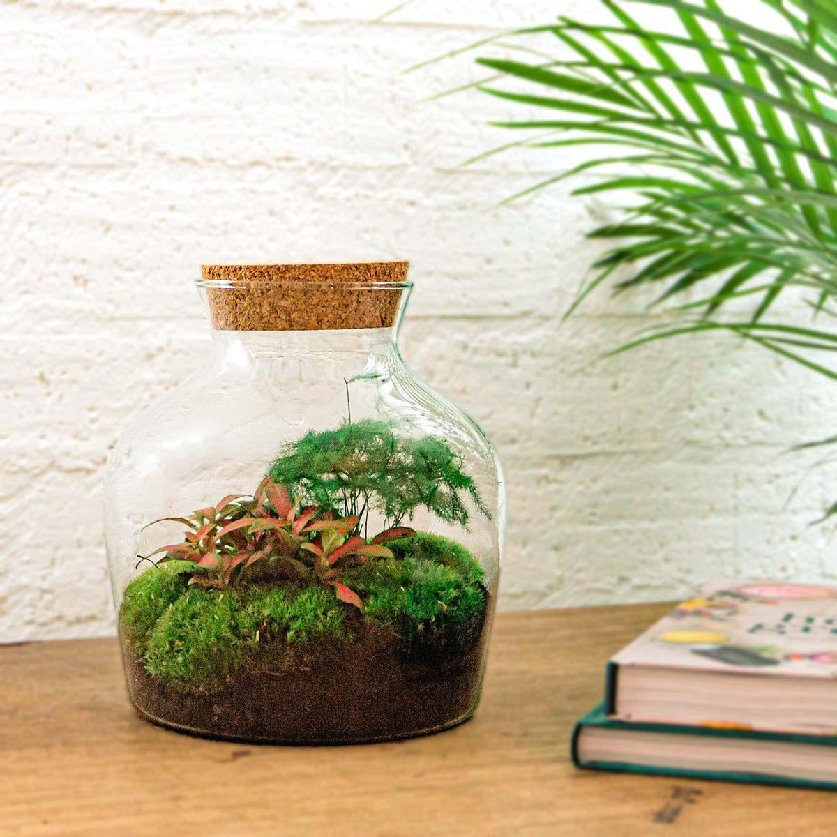 DIY terrarium Little Joe - ↨21,5cm - Ø20cm