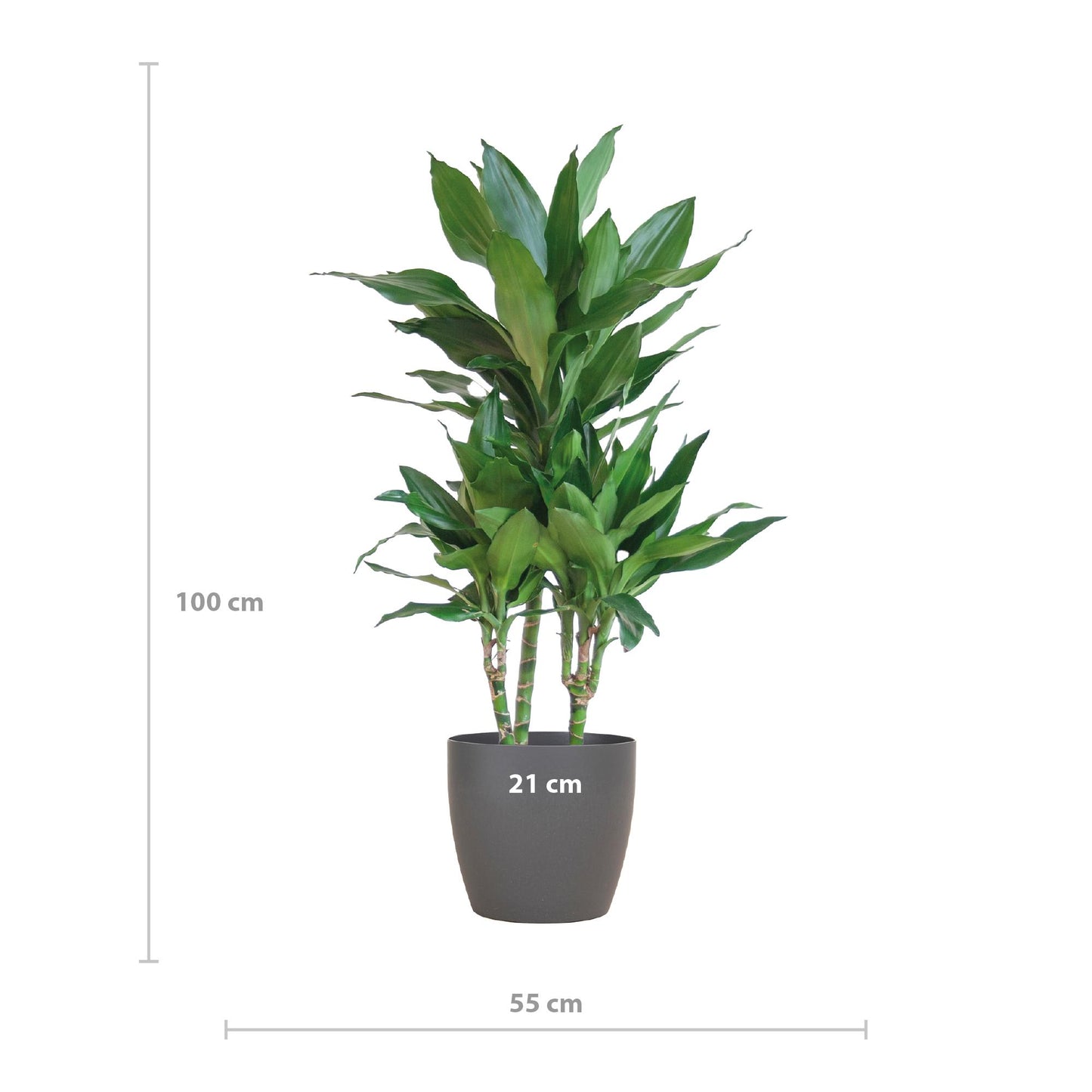 Dracaena Janet Lindt incl. Viber grijs pot - ↨195cm - Ø21cm