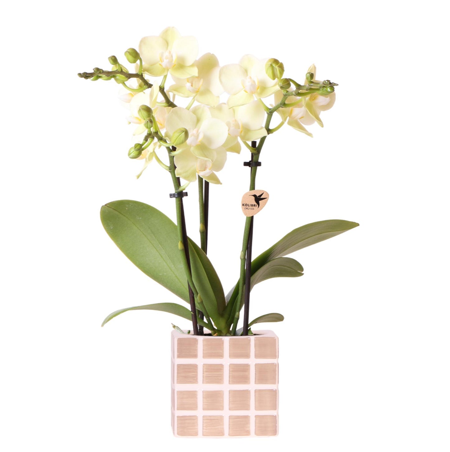 Gele phalaenopsis orchidee Mexico + Mosa sierpot bruin - Ø9cm