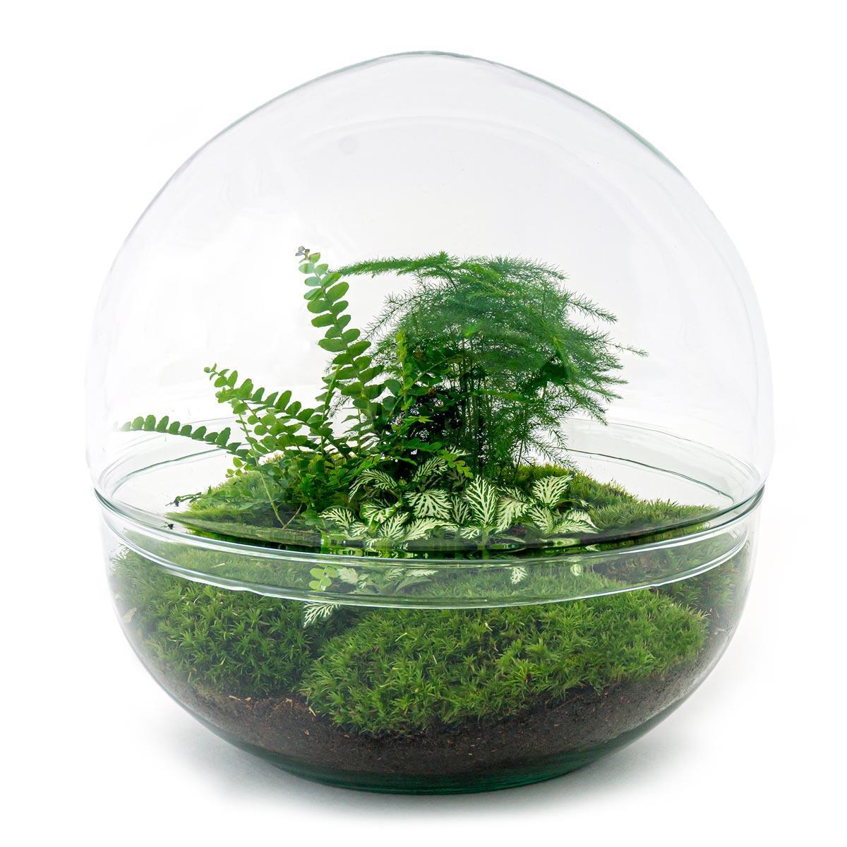 DIY terrarium Dome XL - ↨30cm - Ø30cm