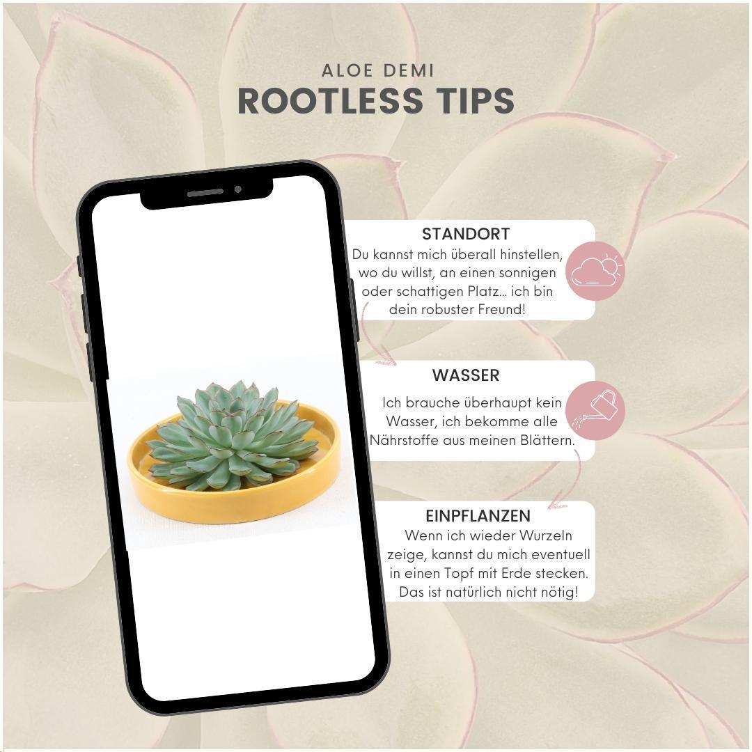 Succulent Echeveria Pulidonis in schaal geel - ↨5cm - Ø20cm