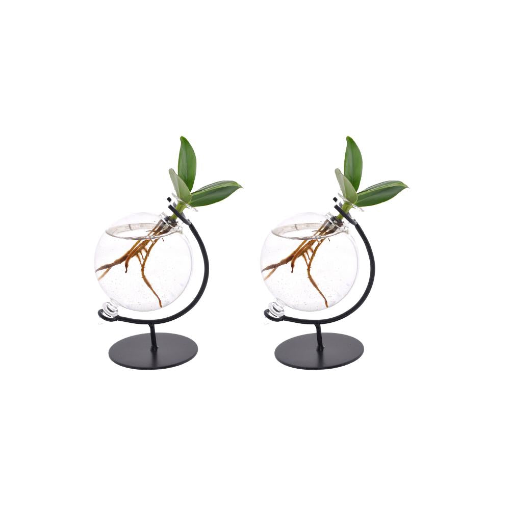 Clusia in victoria Glas - 2 stuks - ↨10cm - Ø5cm