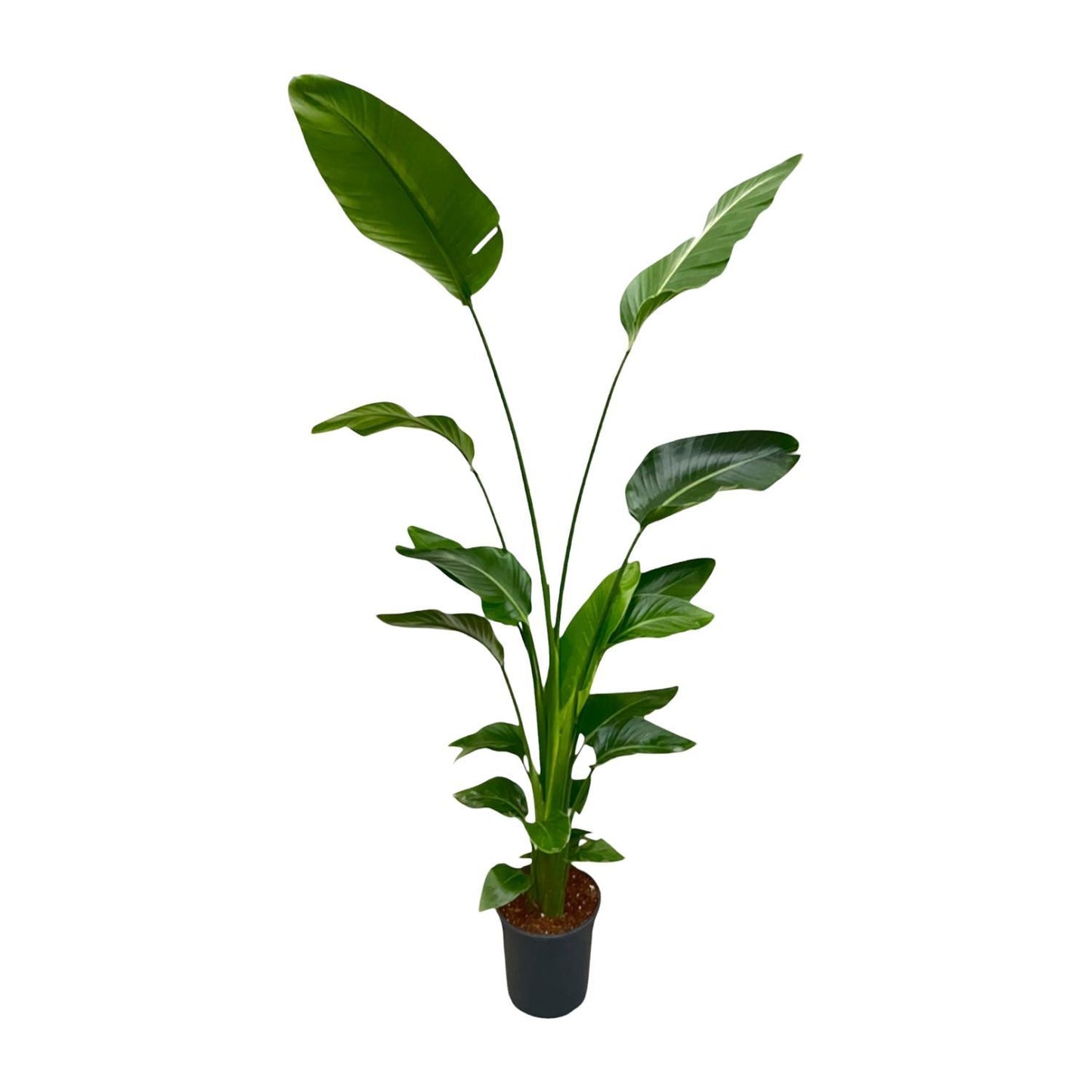 Strelitzia Nicolai - ↨170cm - Ø21cm