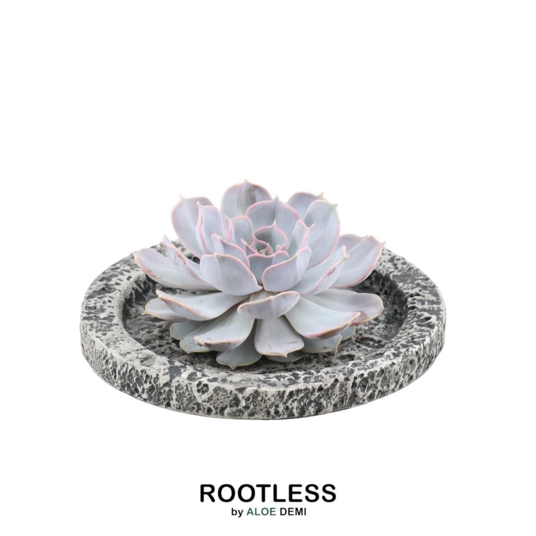 Succulent Echeveria Lilacina in schaal Concrete - ↨5cm - Ø20cm