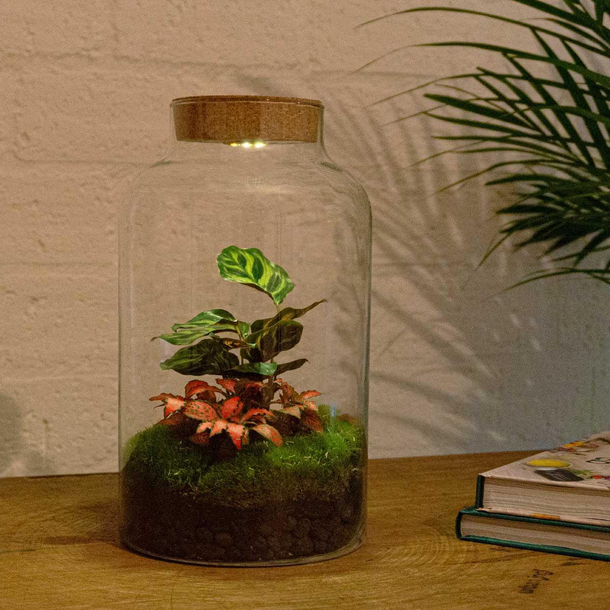 DIY terrarium Milky Calathea met LED - ↨31cm - Ø17cm