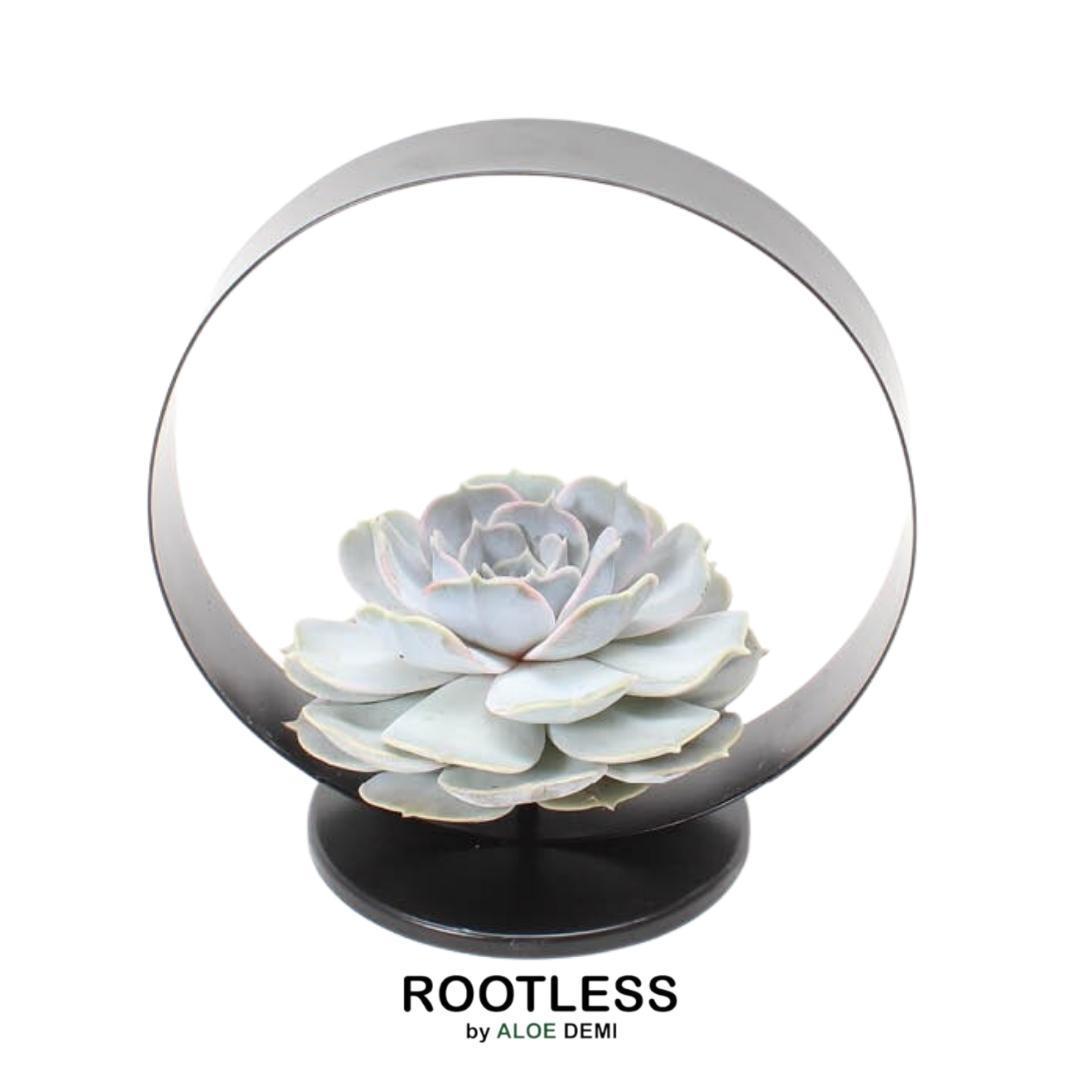 Succulent Echeveria Lilacina op tafelstandaard -↨20cm - Ø20cm