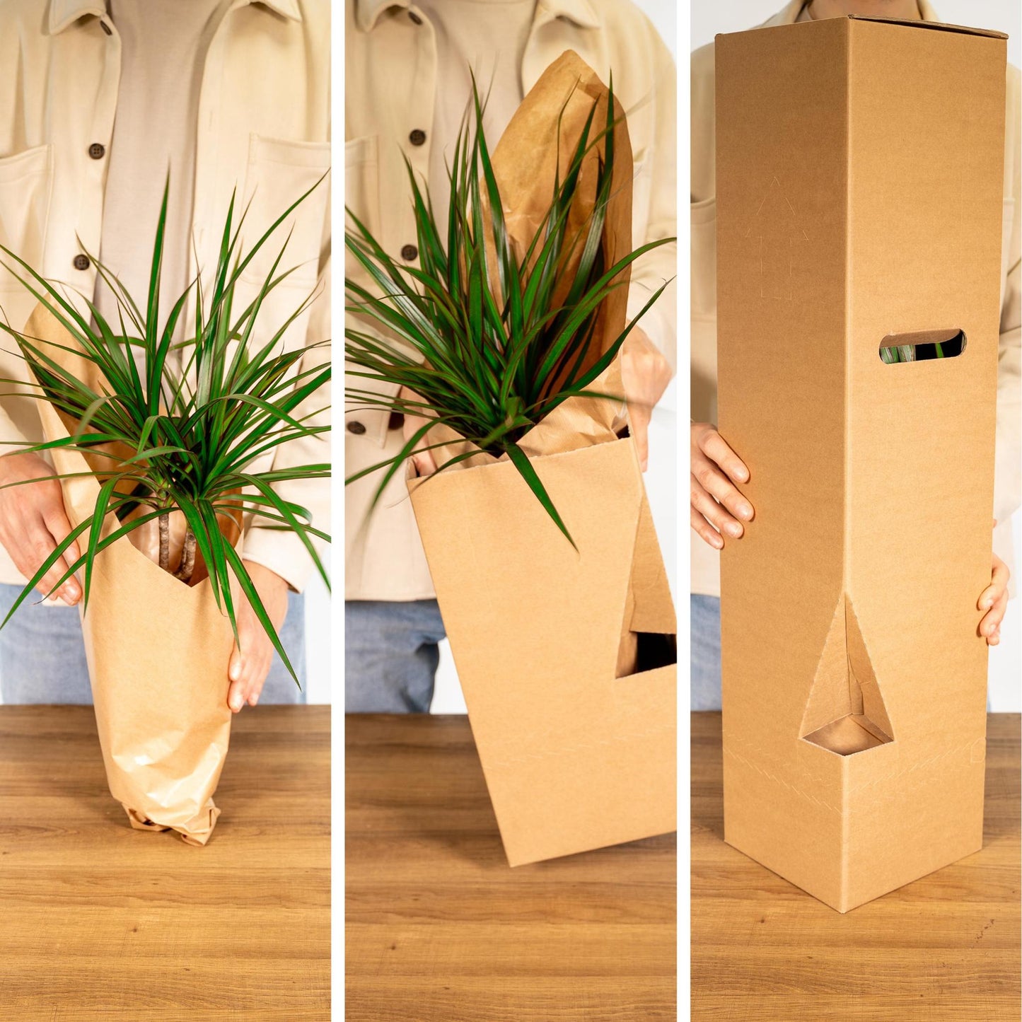 Buitenbeentjesbox met 12 kamerplanten - ↨15 a 25cm - Ø10 a 12cm