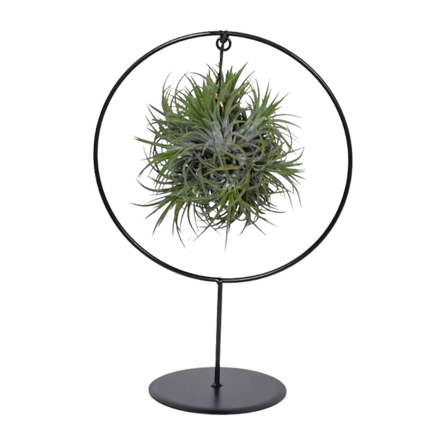 Tillandsia Ring Mix - ↨35cm - Ø15