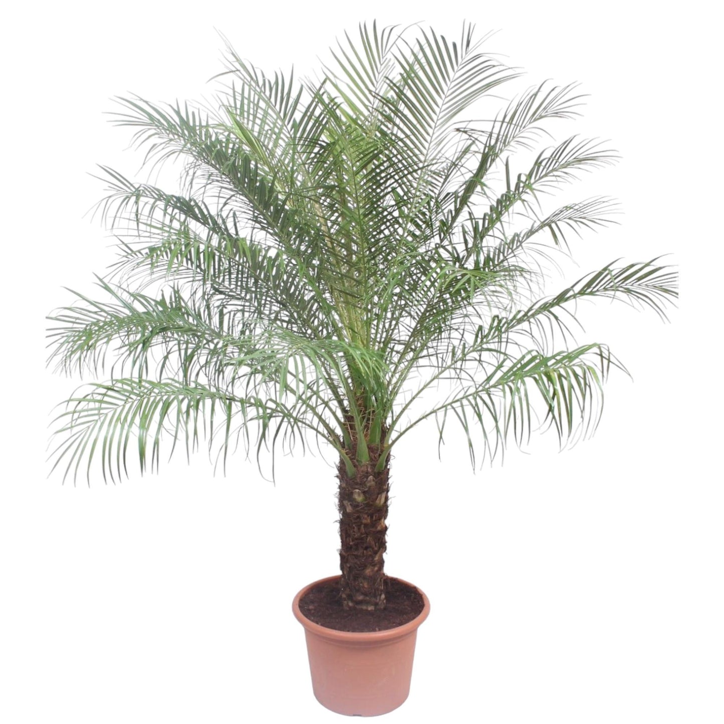 Phoenix Roebelinii - ↨200cm - Ø40cm