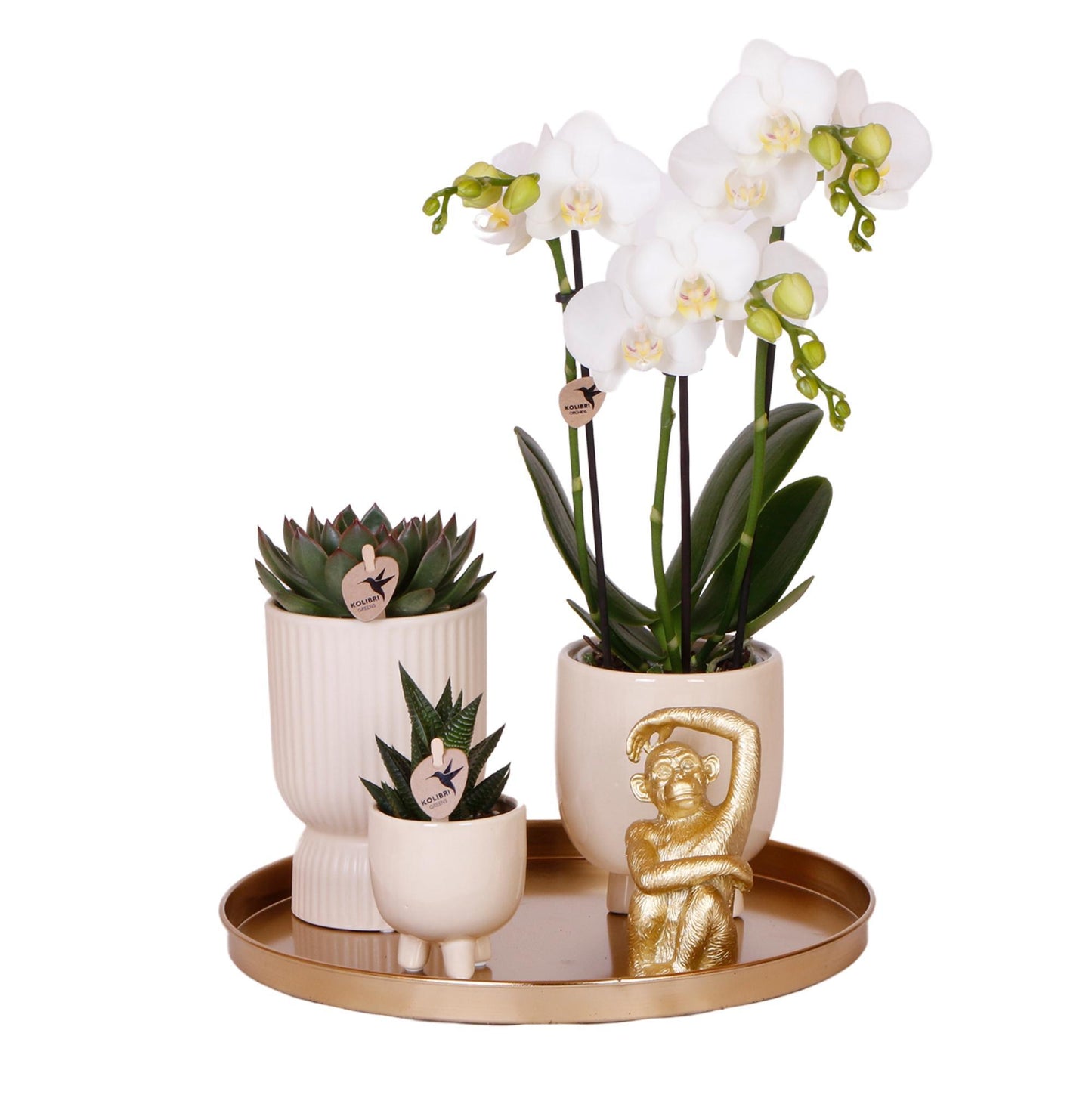 Plantenset Luxury Living - Witte Phalaenopsis Orchidee en Succulenten incl. keramieken sierpotten