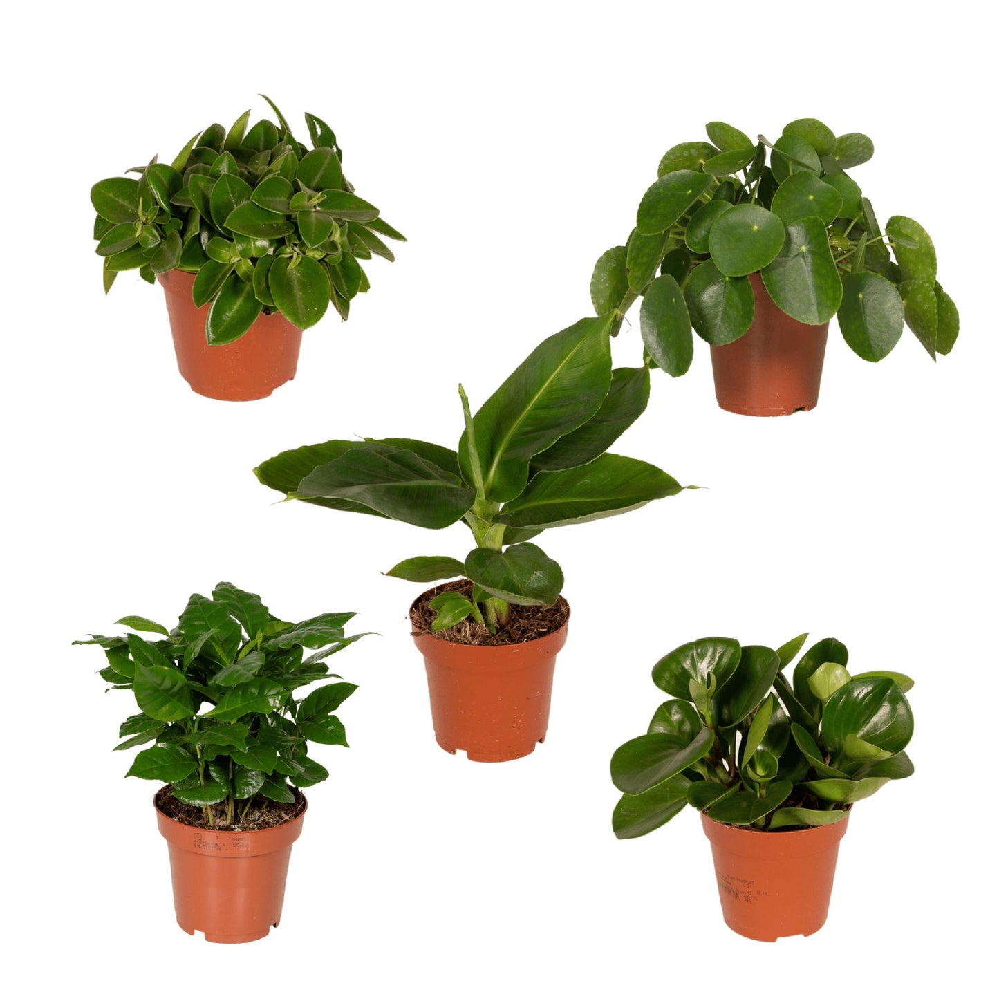 Verrassingsbox met 5 kamerplanten - ↨20 -30cm - Ø10-12cm