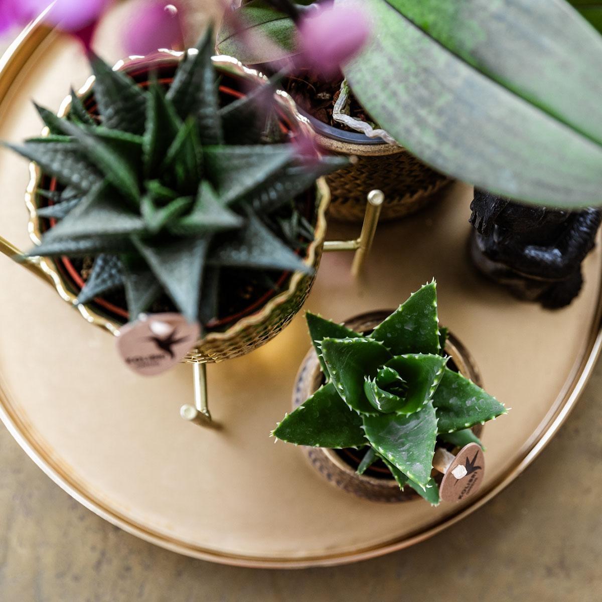 Plantenset Hotel Chic - Paarse Phalaenopsis Orchidee en Succulenten incl. keramieken sierpotten