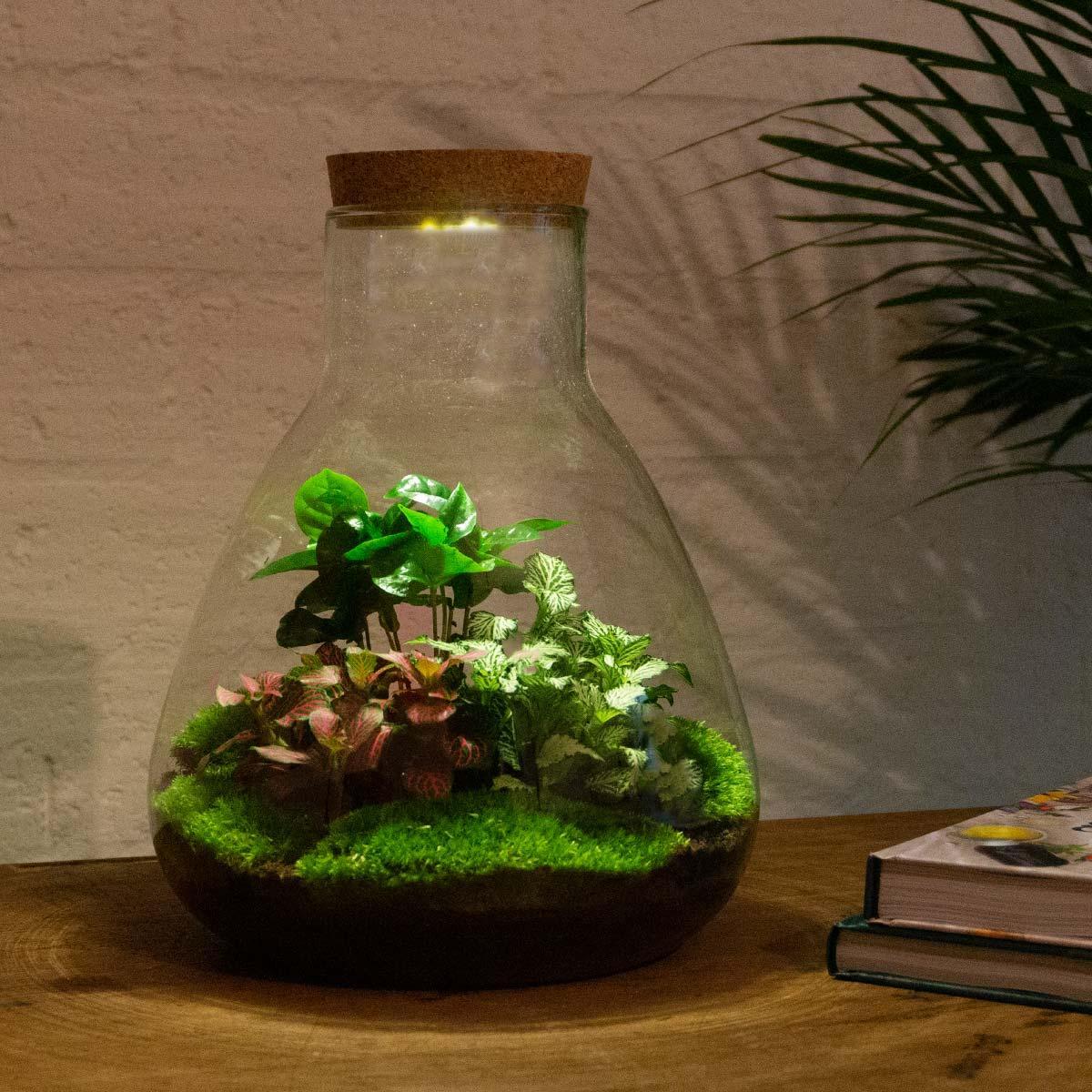 DIY terrarium Sam Coffea met LED - ↨30cm - Ø24,5cm