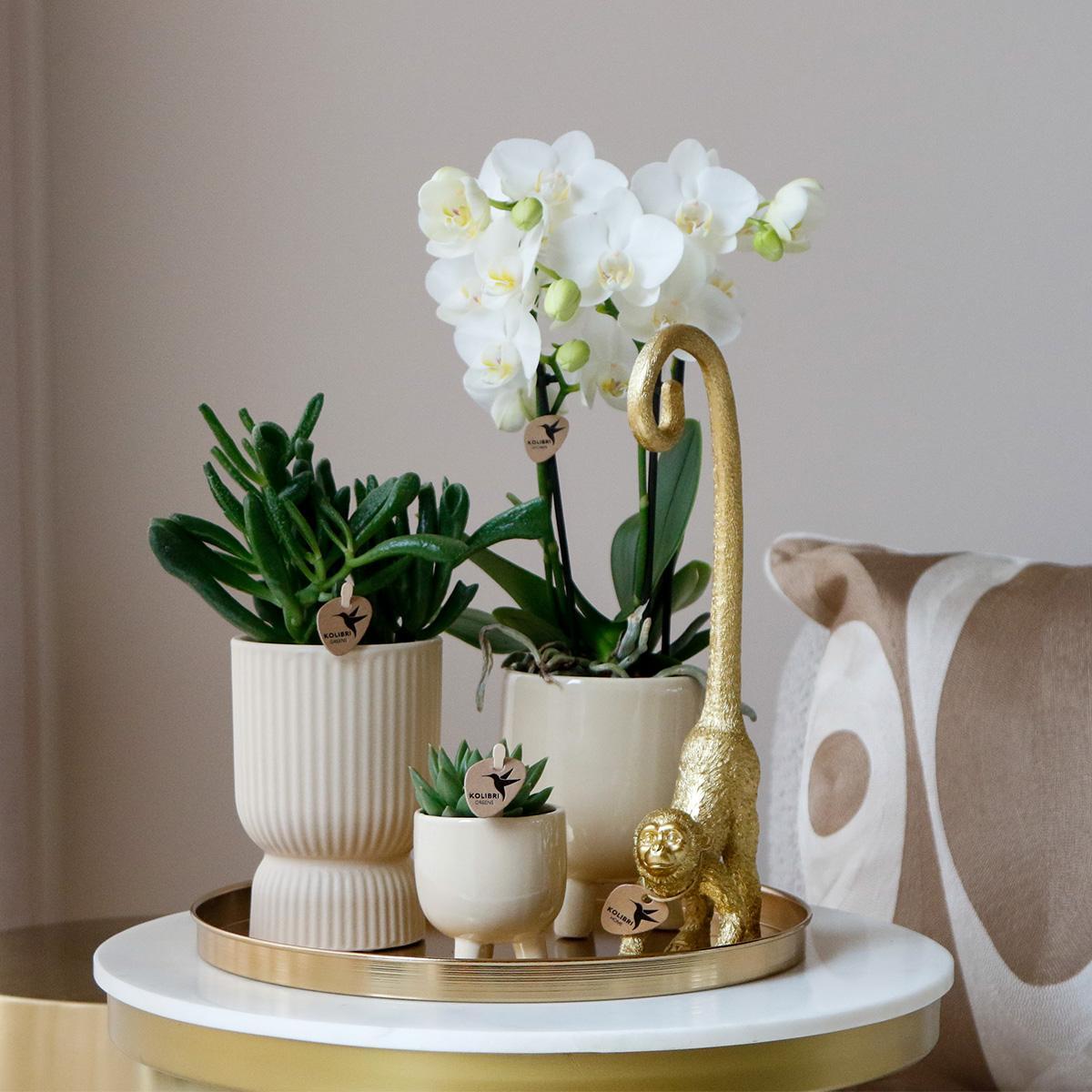 Plantenset Luxury Living - Witte Phalaenopsis Orchidee en Succulenten incl. keramieken sierpotten