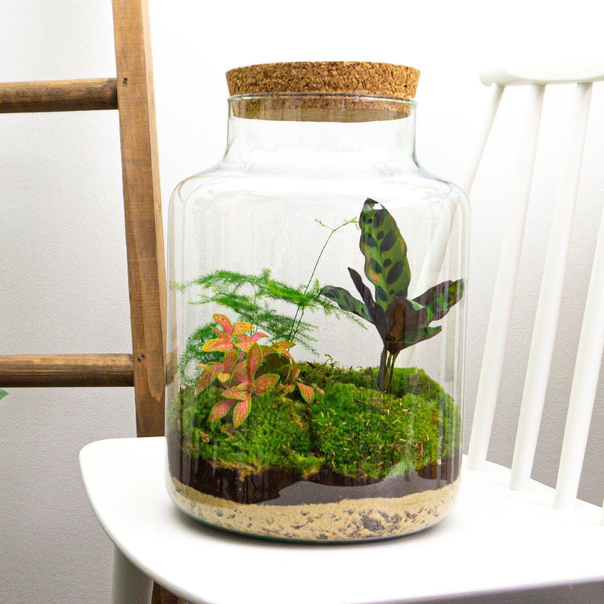 DIY terrarium Milky - ↨30 cm - Ø21cm