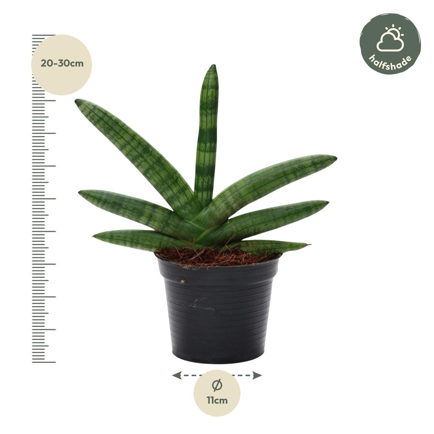 Sansevieria Skyline - ↨25cm - Ø10,5cm
