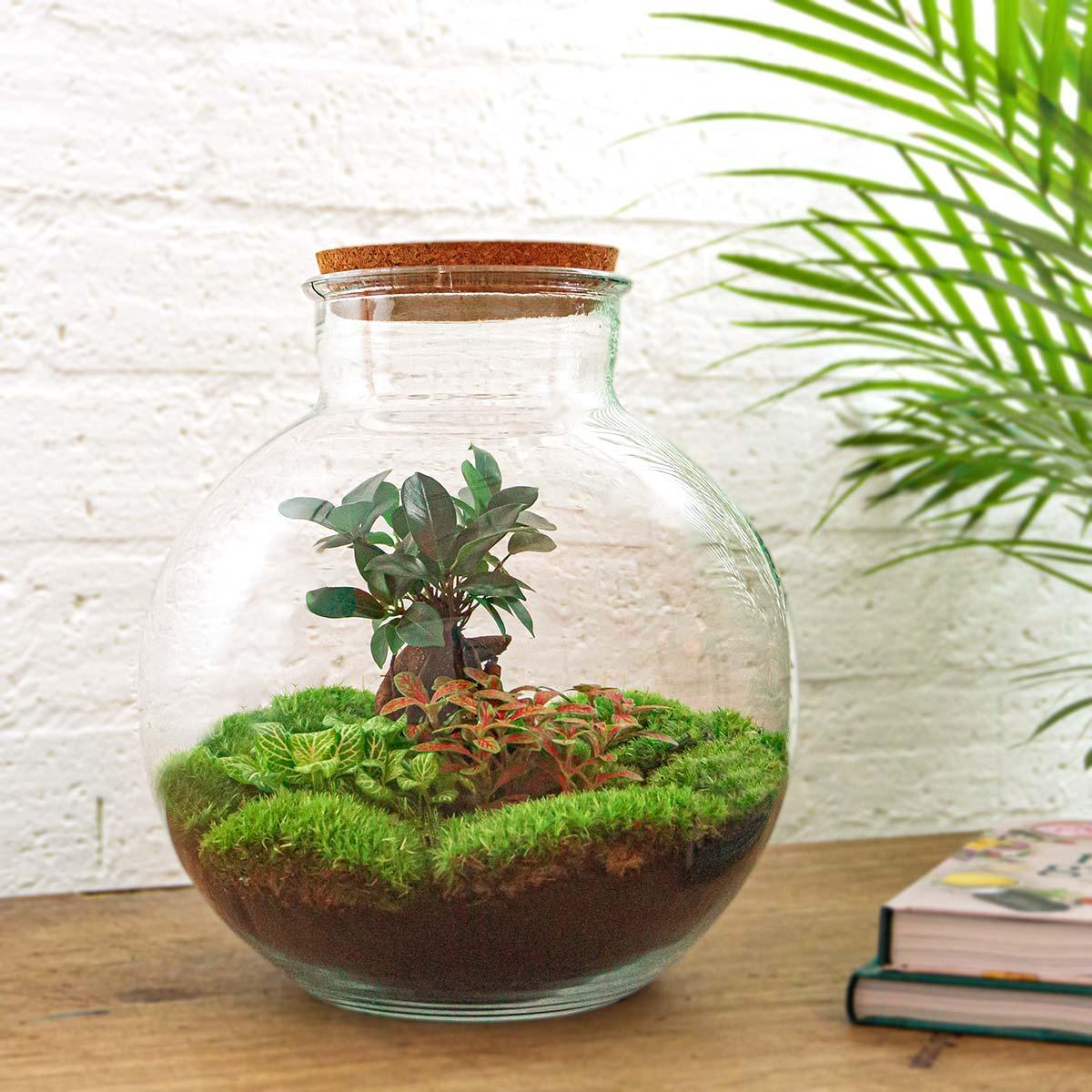 DIY terrarium Bolder Bob Bonsai - ↨30cm - Ø31cm