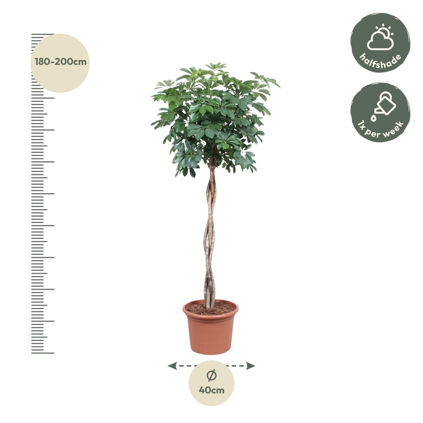 Schefflera Arboricola Compacta gevlochten stam - ↨190cm - Ø40cm