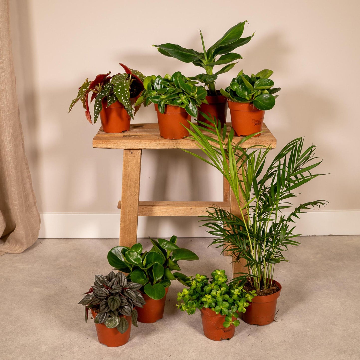 Verrassingsbox met 8 kamerplanten - ↨20 a 30cm - Ø10 a 12cm