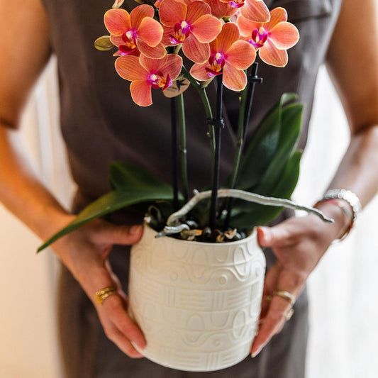 4 Veelvoorkomende problemen bij orchideeën en hoe je ze kunt oplossen