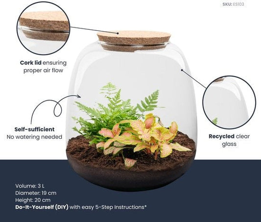 Wat is een terrarium? Betekenis, uitleg en onderhoud