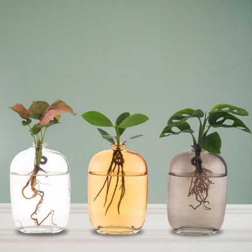 Hydroponie: Hoe je planten in water laat groeien en onderhoudt