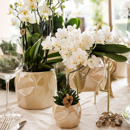 Orchideeën: Een statement van schoonheid en elegantie voor elk huis!