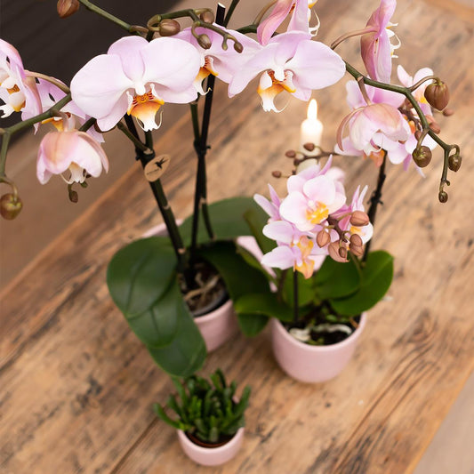 Orchideeën verzorging: Tips voor het laten stralen van je orchideeën