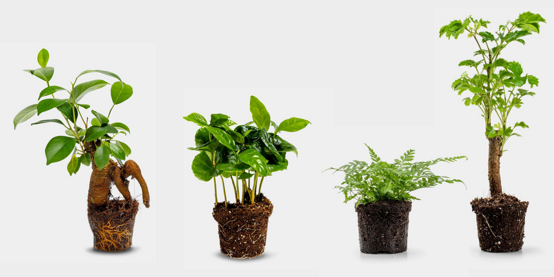 Welke planten kunnen er in een terrarium?