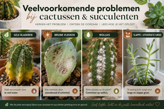 Veelvoorkomende problemen bij cactussen en succulenten (en hoe je ze oplost)